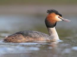 Attēlu rezultāti vaicājumam “Podiceps cristatus juvenile”