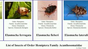 Attēlu rezultāti vaicājumam “Elasmucha ferrugata”