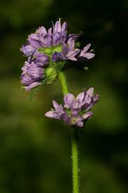 Attēlu rezultāti vaicājumam “Campanula cervicaria flower”