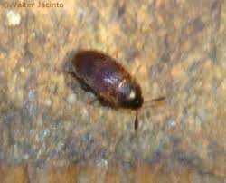 Attēlu rezultāti vaicājumam “Leiodidae”