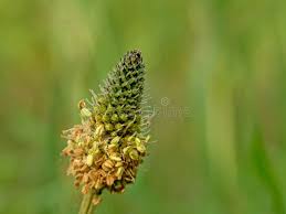 Attēlu rezultāti vaicājumam “Plantago lanceolata flower”