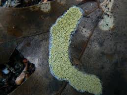 Attēlu rezultāti vaicājumam “Physarum conglomeratum”