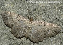 Attēlu rezultāti vaicājumam “Anticollix sparsata”