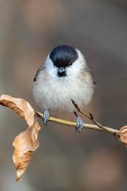 Attēlu rezultāti vaicājumam “Poecile palustris adult”