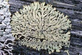 Attēlu rezultāti vaicājumam “Parmeliopsis ambigua”