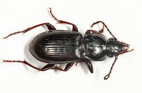 Attēlu rezultāti vaicājumam “Pterostichus oblongopunctatus”