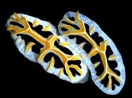 Attēlu rezultāti vaicājumam “Retinia resinella exuvia”