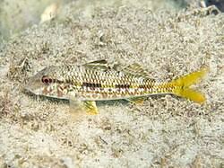 Image result for Mullus surmuletus