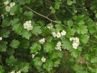 Attēlu rezultāti vaicājumam “Crataegus x macrocarpa”