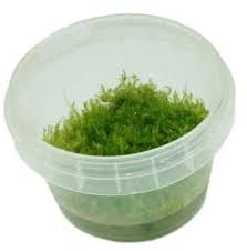 Attēlu rezultāti vaicājumam “Leptodictyum riparium sporophyte”