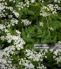 Attēlu rezultāti vaicājumam “Anthriscus sylvestris leaf”