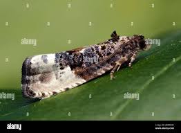 Attēlu rezultāti vaicājumam “Hedya nubiferana”