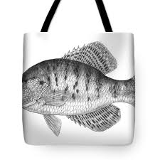 Image result for Pomoxis annularis