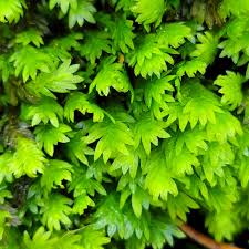 Attēlu rezultāti vaicājumam “Fissidens bryoides”