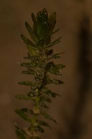 Attēlu rezultāti vaicājumam “Elodea canadensis”