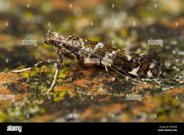 Attēlu rezultāti vaicājumam “Gracillaria syringella larva”