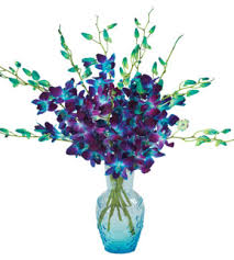 Attēlu rezultāti vaicājumam “Pseudotsuga menziesii flower”