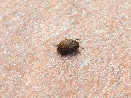 Attēlu rezultāti vaicājumam “Cytilus sericeus”