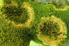 Attēlu rezultāti vaicājumam “Sanionia uncinata”