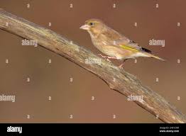 Attēlu rezultāti vaicājumam “Chloris chloris female”