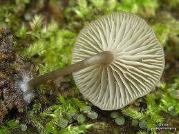 Attēlu rezultāti vaicājumam “Lichenomphalia umbellifera”