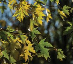 Attēlu rezultāti vaicājumam “Acer saccharinum fruit”