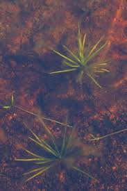 Attēlu rezultāti vaicājumam “Isoetes echinospora leaf”