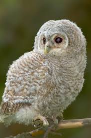 Attēlu rezultāti vaicājumam “Strix aluco juvenile”