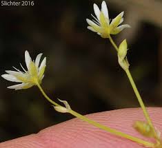 Attēlu rezultāti vaicājumam “Stellaria longifolia flower”