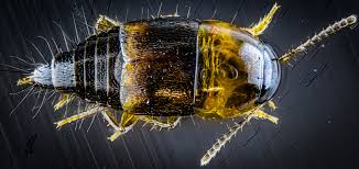 Attēlu rezultāti vaicājumam “Tachyporus sp.”