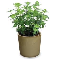 Attēlu rezultāti vaicājumam “Galium odoratum leaf”