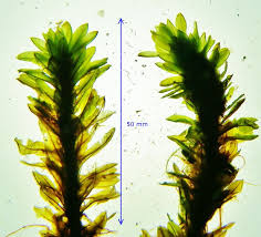 Attēlu rezultāti vaicājumam “Encalypta streptocarpa”