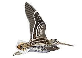 Image result for Gallinago media