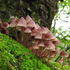 Attēlu rezultāti vaicājumam “Mycena purpureofusca”