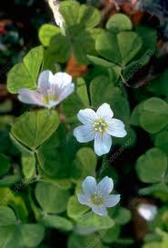 Attēlu rezultāti vaicājumam “Oxalis acetosella”