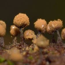 Attēlu rezultāti vaicājumam “Cribraria rufa macro”