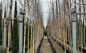 Attēlu rezultāti vaicājumam “Betula humilis”