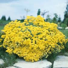 Attēlu rezultāti vaicājumam “Alyssum gmelinii”