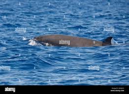 Image result for Mesoplodon bidens