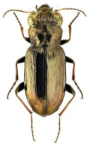 Attēlu rezultāti vaicājumam “Notiophilus biguttatus”