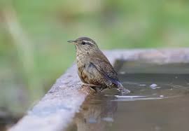 Attēlu rezultāti vaicājumam “Troglodytes troglodytes adult”