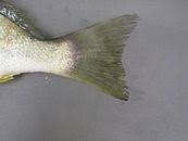 Image result for Leiostomus xanthurus