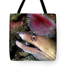 Image result for Gymnothorax vicinus