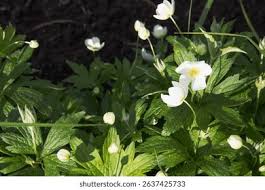 Attēlu rezultāti vaicājumam “Anemone sylvestris bud”