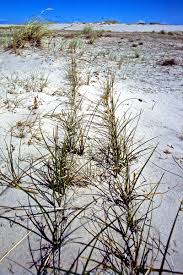Attēlu rezultāti vaicājumam “Carex arenaria”