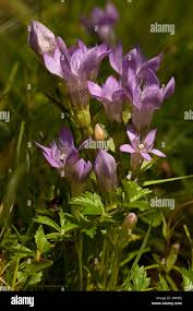 Attēlu rezultāti vaicājumam “Gentianella campestris”