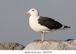 Attēlu rezultāti vaicājumam “Larus marinus”