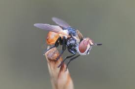 Attēlu rezultāti vaicājumam “Gymnosoma sp.”