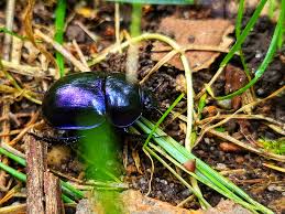 Attēlu rezultāti vaicājumam “Trypocopris vernalis”