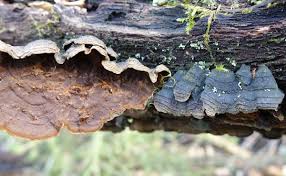 Attēlu rezultāti vaicājumam “Hymenochaete rubiginosa”